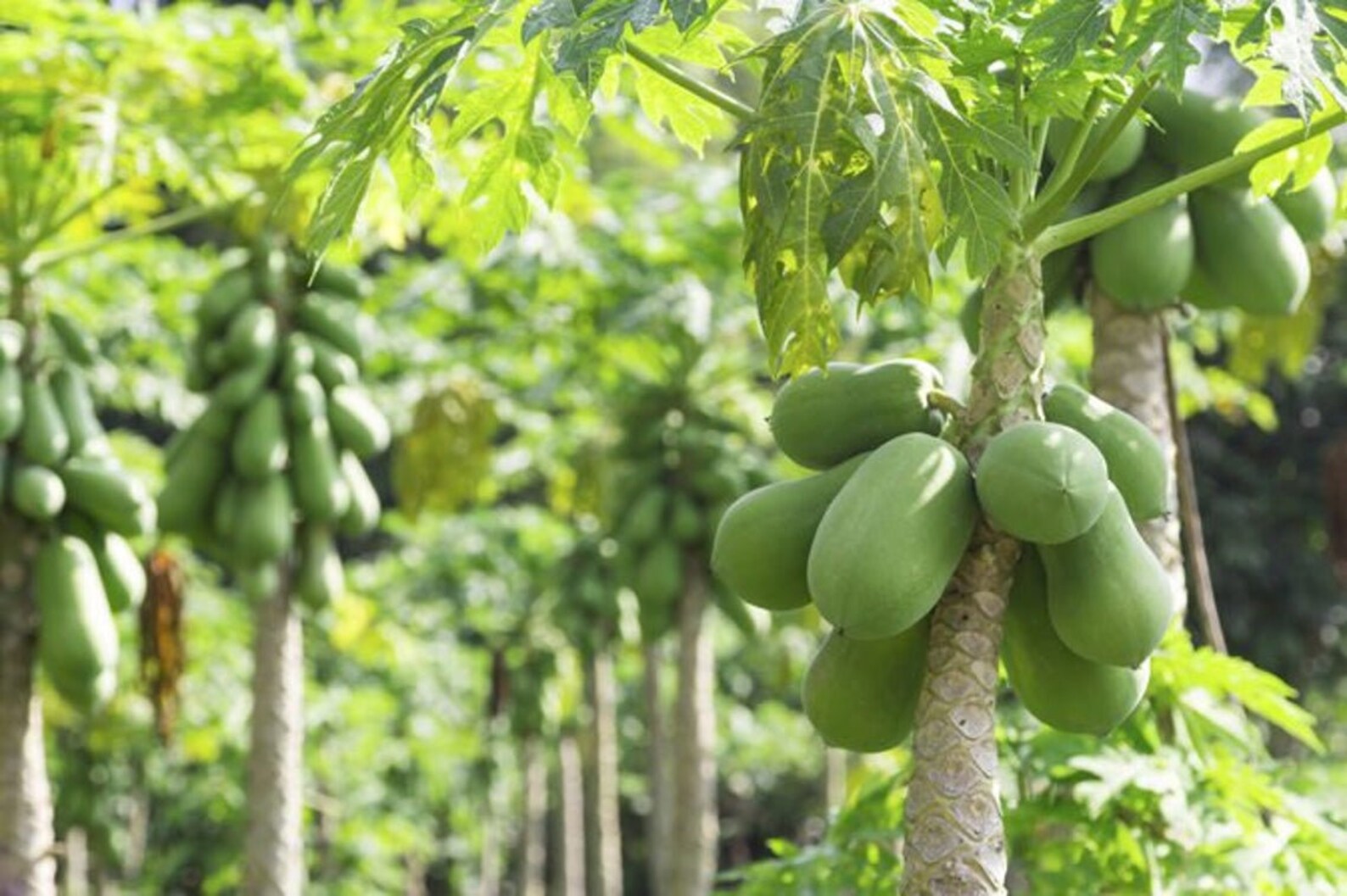 Papaya Plant Starts Etsy