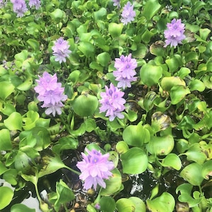 Water Hyacinth Live Bare Root Plants, Grown Chemical Free, Aquatic, Pond, Outdoor Aquarium, Natural Filtration, Koi Goldfish Pond Area
