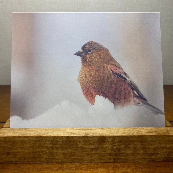 Brown-capped Rosy-Finch Notecard • Greeting Card • Blank Notecard • Bird Photography