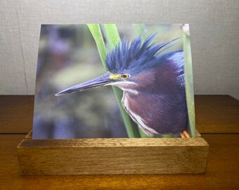 Green Heron Close-up  Notecard • Greeting Card • Blank Notecard • Bird Photography
