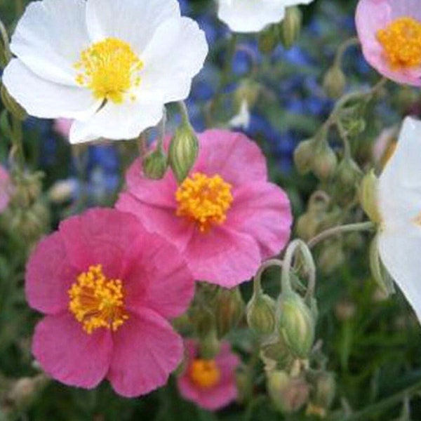 Mezcla de flores de rosa de roca común 0,5 g / 100 semillas - Helianthemum Nummularium sin OGM