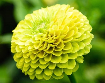 Zinnia Envy Flowers 1g / 50 Semillas - Zinnia Elegans Sin OGM