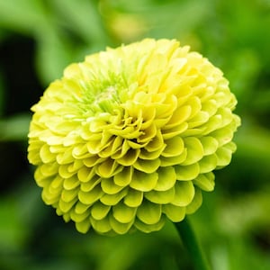 Zinnia Envy Flowers 1g / 50 Seeds - Zinnia Elegans GMO Free