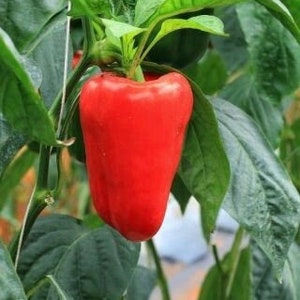 Puede incluir: Un pimiento rojo brillante creciendo en una vid con hojas verdes.