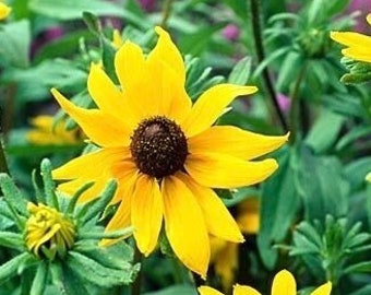 Black Eyed Susan My Joy 0.5g / 200 Seeds - Rudbeckia Hirta GMO Free