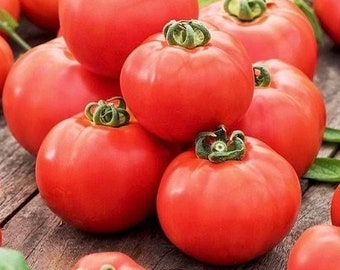 Tomate / Ikarus 0,5g / 70 Samen - Solanum Lycopersicum GMO FREE