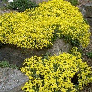 Golden Alyssum Basket of Gold Rock Alyssum Yellow Flowers 0.2g / 150 Seeds - Alyssum Saxatile GMO Free