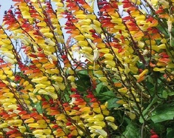 Firecracker Vine Spanish Flag Fire Vine Climbing Flowers 0.2g / 15 Seeds - Mina Lobata GMO FREE