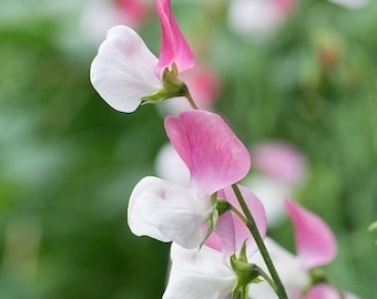 Flores fragantes enanas de cupido rosa de guisante dulce 1 g / 15 semillas - Lathyrus Odoratus sin OGM