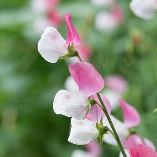 Sweet Pea Pink Cupid Dwarf Fragrant Flowers 1g / 15 Seeds - Lathyrus Odoratus GMO Free