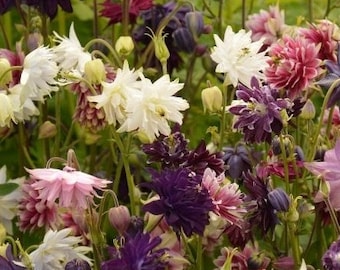 Miscela di fiori doppi di colombina 0,3 g / 100 semi - Aquilegia Caerulea Hybrida SENZA OGM