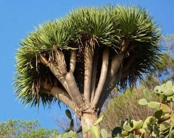 ドラセナ・ドラコ亜種ドラコ 10粒、ドラゴンブラッド・カナリア諸島樹