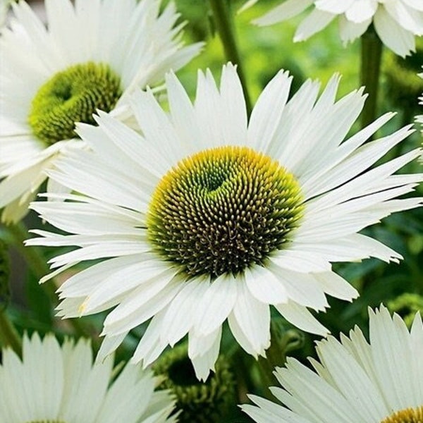 Coneflower White Swan White Flowers  0.3g / 60 Seeds - Echinacea Purpurea GMO FREE