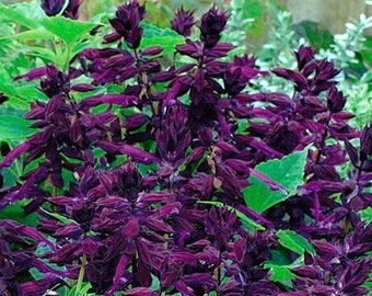Scarlet Sage Shiny Purple Flowers / 10 Seeds - Salvia Splendens GMO Free