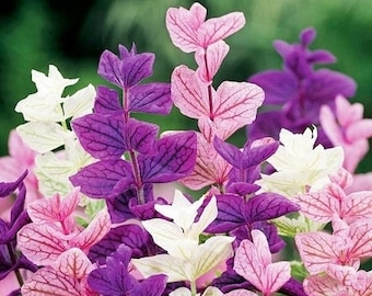 Tricolor Sage Painted Sage Horminum Clary Flowers 0.5g / 100 Seeds - Salvia Horminum GMO Free