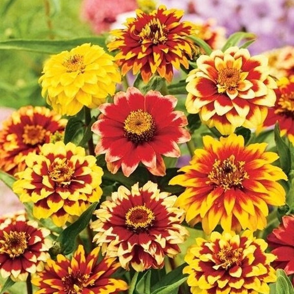 Zinnia Persian Carpet Flowers Blend 0.5g / 50 Seeds - Zinnia Angustifolia GMO FREE