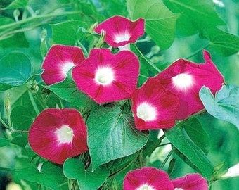 Morning Glory Scarlet O'Hara Fiori rampicanti 2g / 30 semi - Ipomoea Purpurea OGM Free