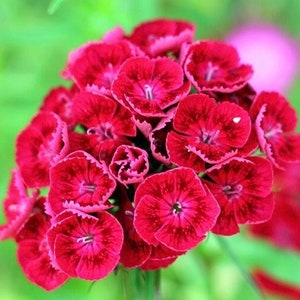 Sweet William Scarlet Beauty Edible Flowers 0.5g / 150 Seeds - Dianthus Barbatus GMO FREE