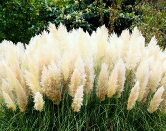 White Pampas Grass Decorative Grass 0.1g / 300 Seeds - Cortaderia Selloana GMO FREE