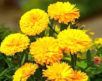 Common Marigold Edible Yellow Flowers 3g / 150 Seeds - Calendula Officinalis GMO FREE