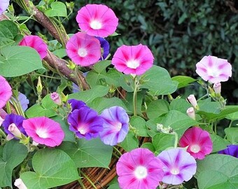 Morning Glory Miscela di fiori rampicanti Creeper 3g / 100 semi - Ipomoea Purpurea Senza OGM