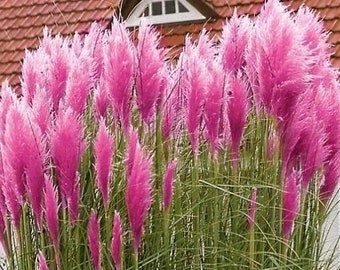 Pink Pampas Grass Decorative Grass 0.1g / 300 Seeds - Cortaderia Selloana GMO FREE