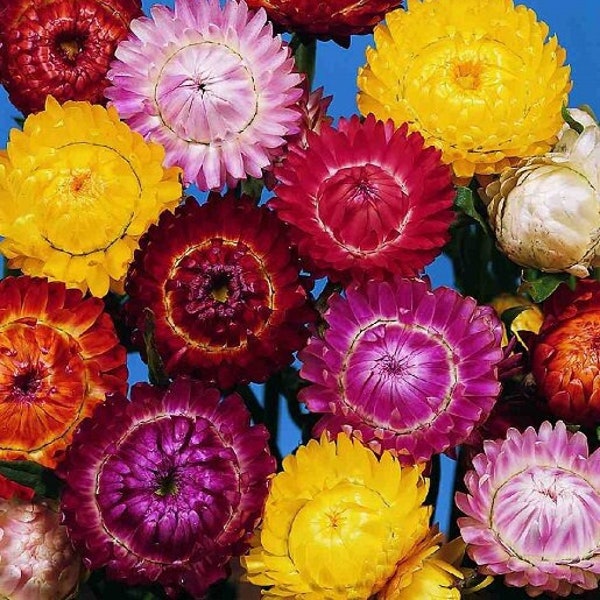 Strawflower Everlasting Paper Daisy Flowers Blend 0.5g / 200 Seeds - Helichrysum Bracteatum Monstrosum GMO FREE