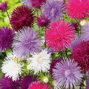 China Aster Tall Needle Flowers Blend 1g / 200 Seeds - Callistephus Chinensis GMO FREE