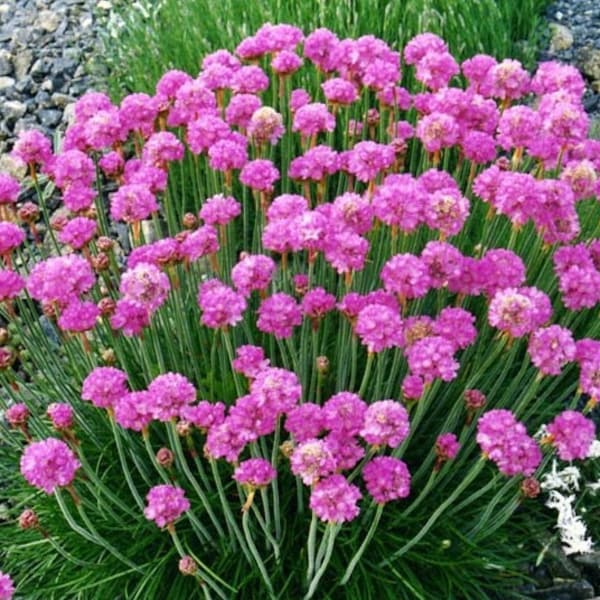 Thrift Sea Pink Flowers 0.1g / 30 Seeds - Armeria Maritima GMO FREE