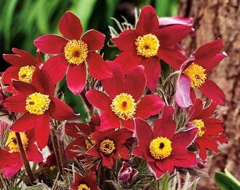 Pasque Flower Meadow Anemone Red Flowers 0.2g / 40 Seeds - Pulsatilla Vulgaris GMO Free