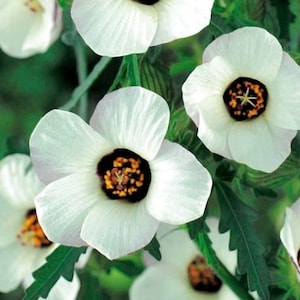 Venice Mallow Bladder Ketmia Flowers 1g / 100 Seeds - Hibiscus Trionum GMO Free