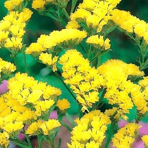 Wavyleaf Sea Lavender Statice Yellow Flowers 0.3g / 70 Seeds Limonium Sinuatum GMO Free image 1