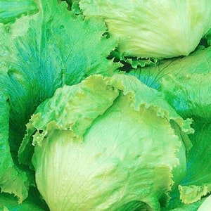 Lettuce / Traper 1g / 200 Seeds - Lactuca Sativa GMO Free
