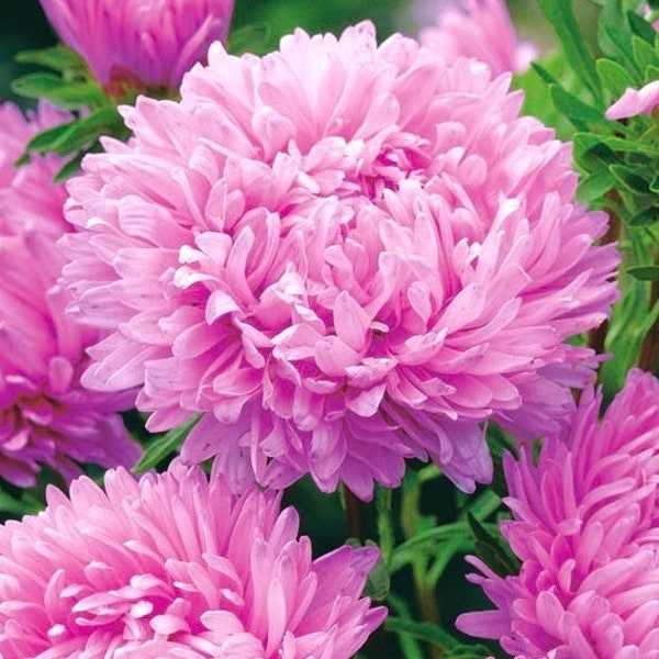 Chine Aster Tall Pivoine Ofelia Rose Amarante Fleurs 1g / 200 Graines - Callistephus Chinensis SANS OGM