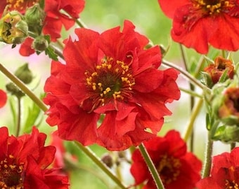 Scarlet Avens Chilean Avens Flowers Blend 0.3g / 70 Seeds - Geum Chiloense GMO FREE