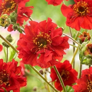 Scarlet Avens Chilean Avens Flowers Blend 0.3g / 70 Seeds - Geum Chiloense GMO FREE