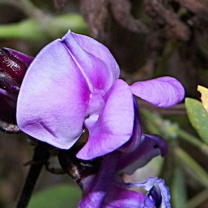 Hyacinth Bean Lablab Bean Bonavist Bean Climbing Flowers 3g / 10 zaden - Dolichos Lablab NON GMO