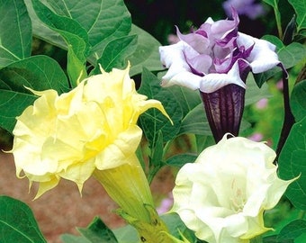 Angel's Trumpet Thorn Apple Ballerina Flowers Blend - 0.2g / 10 Seeds - Datura NON GMO