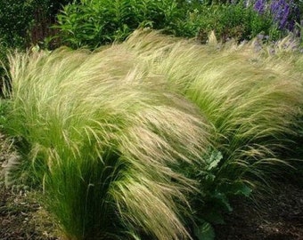 Mexican Feathergrass Pony Tails Decorative Feather Grass 0.1g / 100 Seeds - Stipa Tenuissima GMO FREE