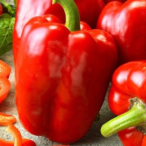 Pepper / Granova 0.5g / 30 Seeds - Capsicum Annuum GMO Free