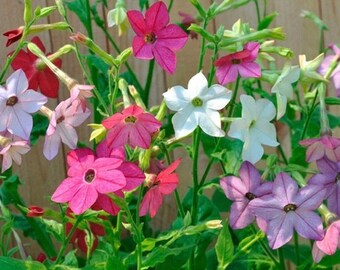 Free Shipping Grow Your Own Open Pollinated Flower Seeds Nicotiana alata Non GMO Jasmine Flowering Tobacco Naturally Grown Free Shipping Grow Your Own Open Pollinated Flower Seeds Nicotiana alata Non GMO Jasmine Flowering Tobacco Naturally Grown