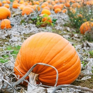 Giant Pumpkin Bambino Buttercup Squash 5g - 20 Seeds - Cucurbita Maxima NON GMO