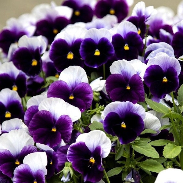 Pansy Lord Pansies Flowers 0.2g / 70 Seeds - Viola Wittrockiana GMO Free