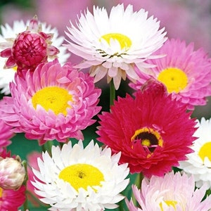 Miscela di fiori di margherita eterna di carta margherita 1 g / 200 semi - Helipterum Roseum senza OGM