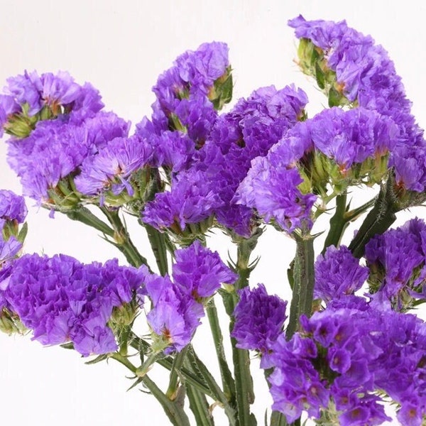 Wavyleaf Sea Lavender Statice Purple Flowers 0.3g / 70 Seeds - Limonium Sinuatum GMO Free