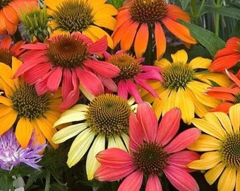 Coneflower Flowers Blend 1g / 100 Seeds - Echinacea GMO Free