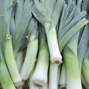 Leek / Tango 1g / 100 Seeds - Allium Porrum GMO Free