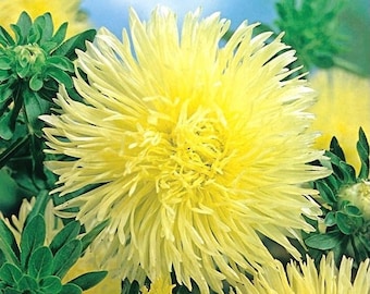 China Aster Needle Yellow Flowers 1g / 200 Seeds - Callistephus Chinensis GMO FREE