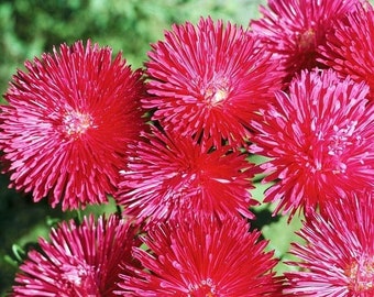 China Aster Tall Needle Valentine Pink Flowers 1g / 200 Samen - Callistephus Chinensis GMO Free