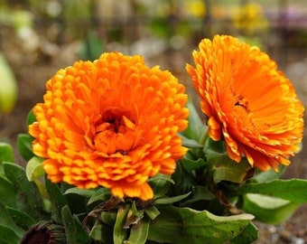 Common Marigold Indian Prince Flowers 1g / 100 Seeds - Calendula Officinalis GMO Free